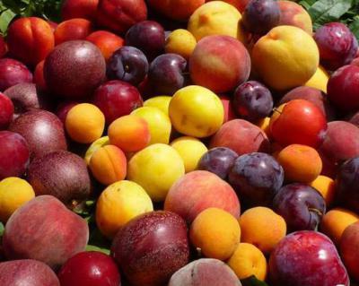 桃子、李子、杏子加工生產線